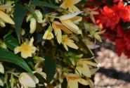 Begonia boliviensis Bellavista Lemon