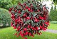 Begonia boliviensis Bellavista Red