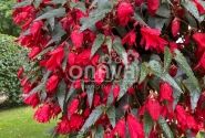 Begonia boliviensis Bellavista Red