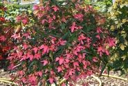 Begonia boliviensis Bellavista Rose