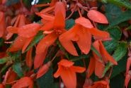 Begonia boliviensis La Paz Orange