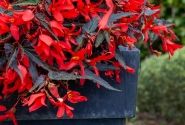 Begonia boliviensis La Paz Dark Leaf Red