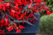 Begonia boliviensis La Paz Dark Leaf Red