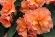 Begonia Sunpleasure Apricot