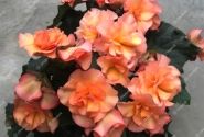 Begonia Sunpleasure Apricot