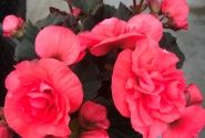 Begonia Sunpleasure Rose