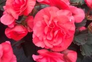 Begonia Sunpleasure Rose