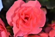 Begonia Sunpleasure Pink