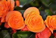 Begonia Sunpleasure Orange
