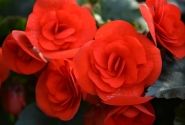 Begonia Sunpleasure Scarlet