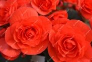 Begonia Sunpleasure Red