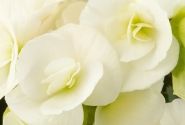 Begonia Sunpleasure White