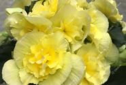 Begonia Sunpleasure Yellow