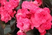 Begonia semperflorens Doublet Red