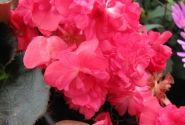 Begonia semperflorens Doublet Red