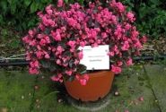 Begonia semperflorens Doublet Rose