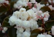 Begonia semperflorens Doublet White