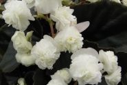 Begonia semperflorens Doublet White