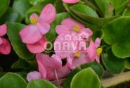 Begonia semperflorens Brasil Pink