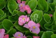 Begonia semperflorens Brasil Pink