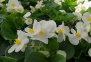 Begonia semperflorens Brasil White