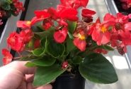 Begonia semperflorens Superstar Red