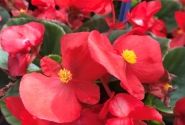 Begonia semperflorens Superstar Red