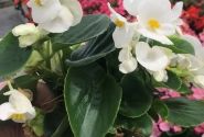 Begonia semperflorens Superstar White