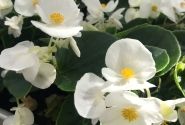 Begonia semperflorens Superstar White