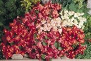 Begonia semperflorens Super Olympia Mix