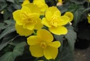 Begonia tuberhybrida Beluga Yellow