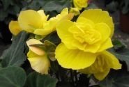 Begonia tuberhybrida Beluga Yellow