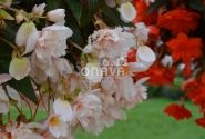 Begonia tuberhybrida Belina Apricot