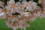 Begonia tuberhybrida Belina Apricot