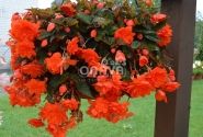 Begonia tuberhybrida Belina Orange