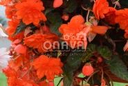 Begonia tuberhybrida Belina Orange