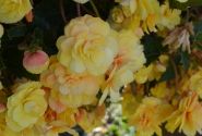Begonia tuberhybrida Belina Yellow