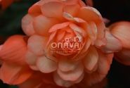 Begonia tuberhybrida Belina Peach