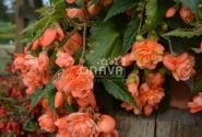 Begonia tuberhybrida Belina Peach