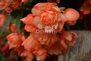 Begonia tuberhybrida Belina Peach