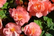 Begonia tuberhybrida Tubby Pink