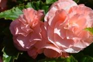 Begonia tuberhybrida Tubby Pink
