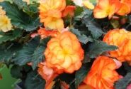Begonia tuberhybrida Nonstop Fire