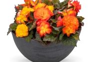 Begonia tuberhybrida Nonstop Fire