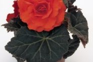 Begonia tuberhybrida Nonstop Mocca Deep Orange