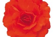 Begonia tuberhybrida Nonstop Mocca Deep Orange