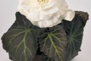 Begonia tuberhybrida Nonstop Mocca White
