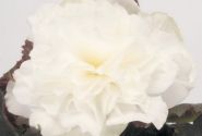 Begonia tuberhybrida Nonstop Mocca White