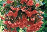 Begonia tuberhybrida Illumination Salmon Pink