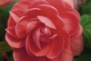 Begonia tuberhybrida Illumination Salmon Pink
